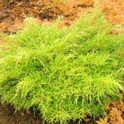 Можжевельник средний фицериана Олд Голд (Ялівець середній; Juniperus media pfitzeriana Old Gold)