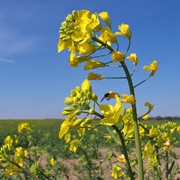 Рапс Brassica napus фото