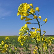 Рапс Brassica napus фотография