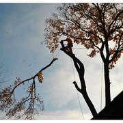 Арбористика или уход за деревьями Черновцы, Украина, цена фотография