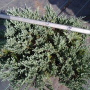 Juniperus Horizontalis (можжевельник горизонтальный) Blue Chip фото