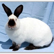 Калифорнийский кролик фото