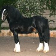 Молодые лошади фото