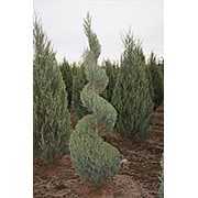 Можжевельник скальный Мунглоу (Juniperus scop. 'Moonglow')
