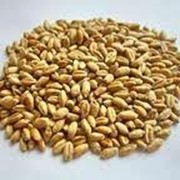 Зерно пшеницы