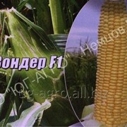 Семена сахарной кукурузы Свит Вондер F1 Agri Saaten GmbH
