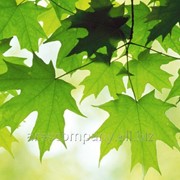 Клен американский ясенелистный Acer Negundo 60-90