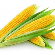 Кукуруза соответствует европейским стандартам