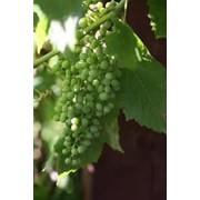 Саженцы винограда кишмишных сортов фотография