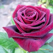 Сорт розы Блэк Мэджик (BLACK MAG)