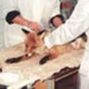 Хирургическая обработка свежей раны животного