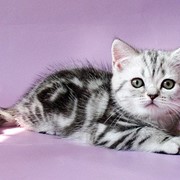 Британские котята черные серебристые мраморные фото