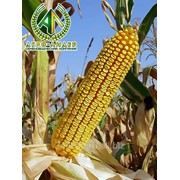 Семена кукурузы Краснодарский 377 АМВ фото