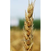 Семена пшеницы мягкой яровой, сорт Ликамеро (Licamero)