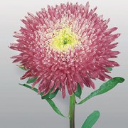 Семена цветов Астры Принцесса Бенари китайская 1000 шт. кримсон фотография