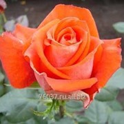 Роза verano фото