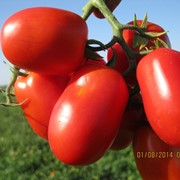 3402 F1 насіння томату 5 000 нас.
