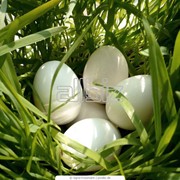 Инкубационные гусиные яйца оптом Украина фото
