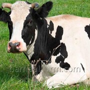 Комбикорм для коров на откорме фотография