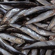Рыба и рыбопродукты (торговые поставки) фото