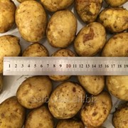 Картофель вид Гала Элита фото