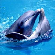 Плавание с дельфинами для двоих фото