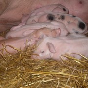 Датские породы свиней фото