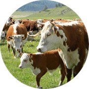 Биокорма для сельскохозяйственных животных фотография