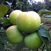 Осенний сорт яблок Кальвиль Снежный фото