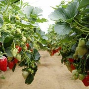 Продам рассаду клубники селекционных сортов Хоней, Мадлен, Альбион для промышленного выращивания ягод фото