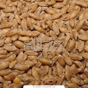 Экспорт зерна и зерновых культур фотография