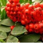 Доставка крупномерных растений фото