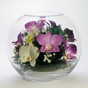 Орхидея в стекле Bn-o1 фото