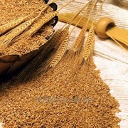 Пшеница Экспорт от 500тн фото