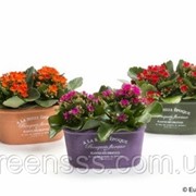 Каланхоэ Блоссфельда -- Kalanchoe leaf фото