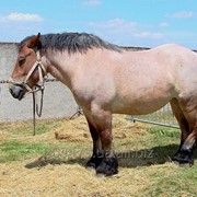 Лошадь - тяжеловоз Ardenner 2 фото
