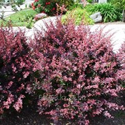 Барбарис тунберга Berberis thunb. Rose Glow, h см 20-25