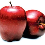 Зимний сорт яблок Рихард фото