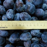 Слива заморожена фото