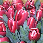 Тюльпаны. Продажа тюльпана к 8 марта - различные расцветки. Высокое качество - низкие цены. фото
