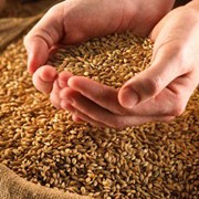 Пшеница 3 класс, Пшеница третьего класса оптом в Казахстане фото