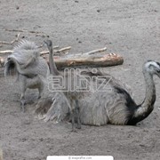 Молодняк страусов купить Украина, страусята цена Черновцы фотография