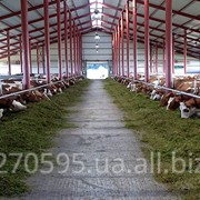 Тваринницькі ферми під ключ фото