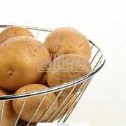 Картофель “Удача“ фотография