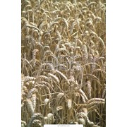 Пшеница продовольственная оптом фото