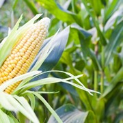 Семена кукурузы сорт ПР37Н01 фото