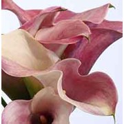 Калла Каптэйн Романс фото