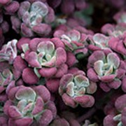 Очиток (седум) Пурпуреум (Sedum 'Purpureum') фото