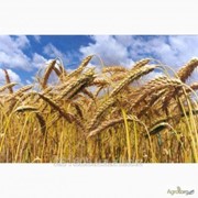 ДП"Сантрейд" Закупает пшеницу 2кл.