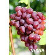 Черенки винограда лучших сортов
